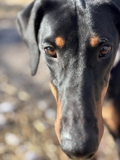 Enlarge Dallas, a Adoptable Doberman Pinscher in Hobart, IN image 2/3