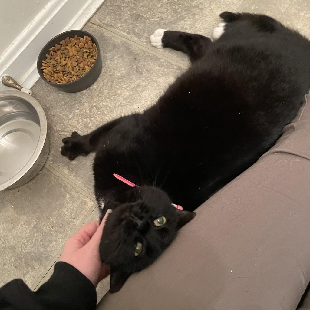 Toes, Adoptable, Adult Female Domestic Short Hair.