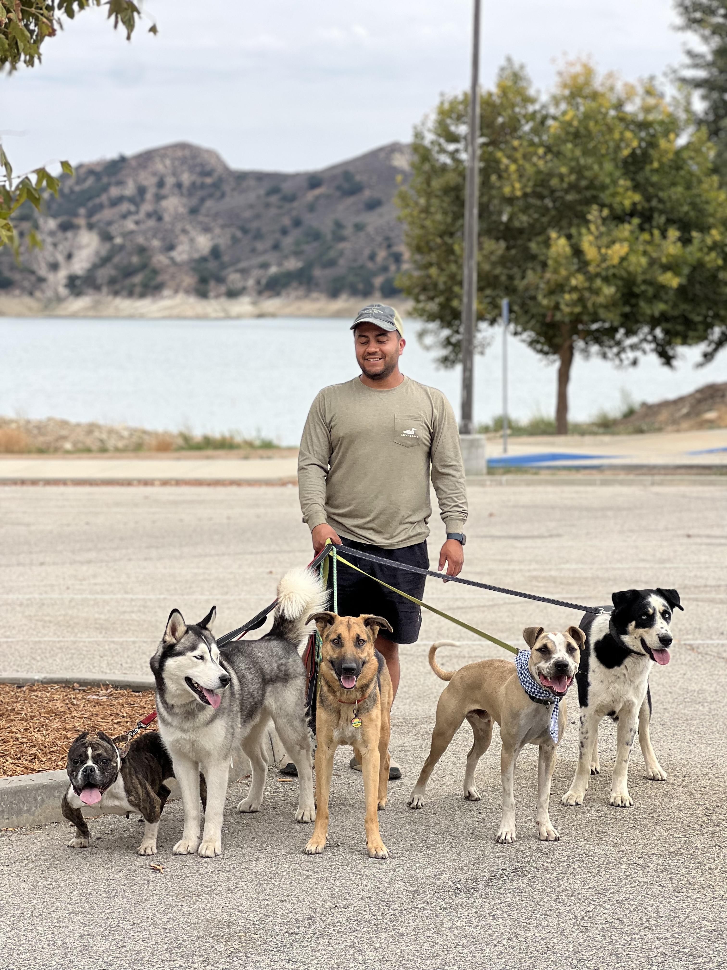 Enlarge Scout, a Adoptable mixed breed in Valley Village, CA image 5/6