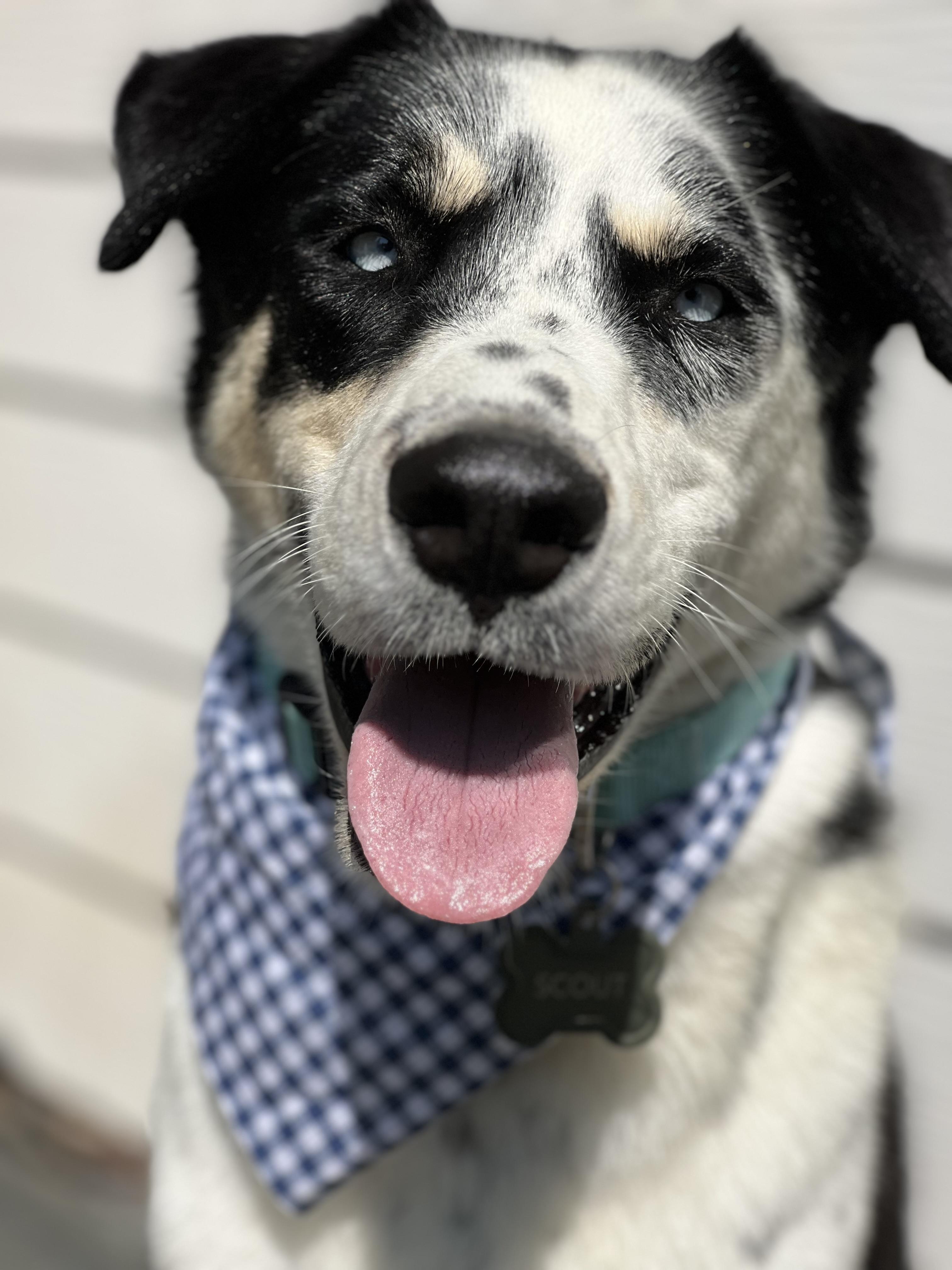 Enlarge Scout, a Adoptable mixed breed in Valley Village, CA image 1/6