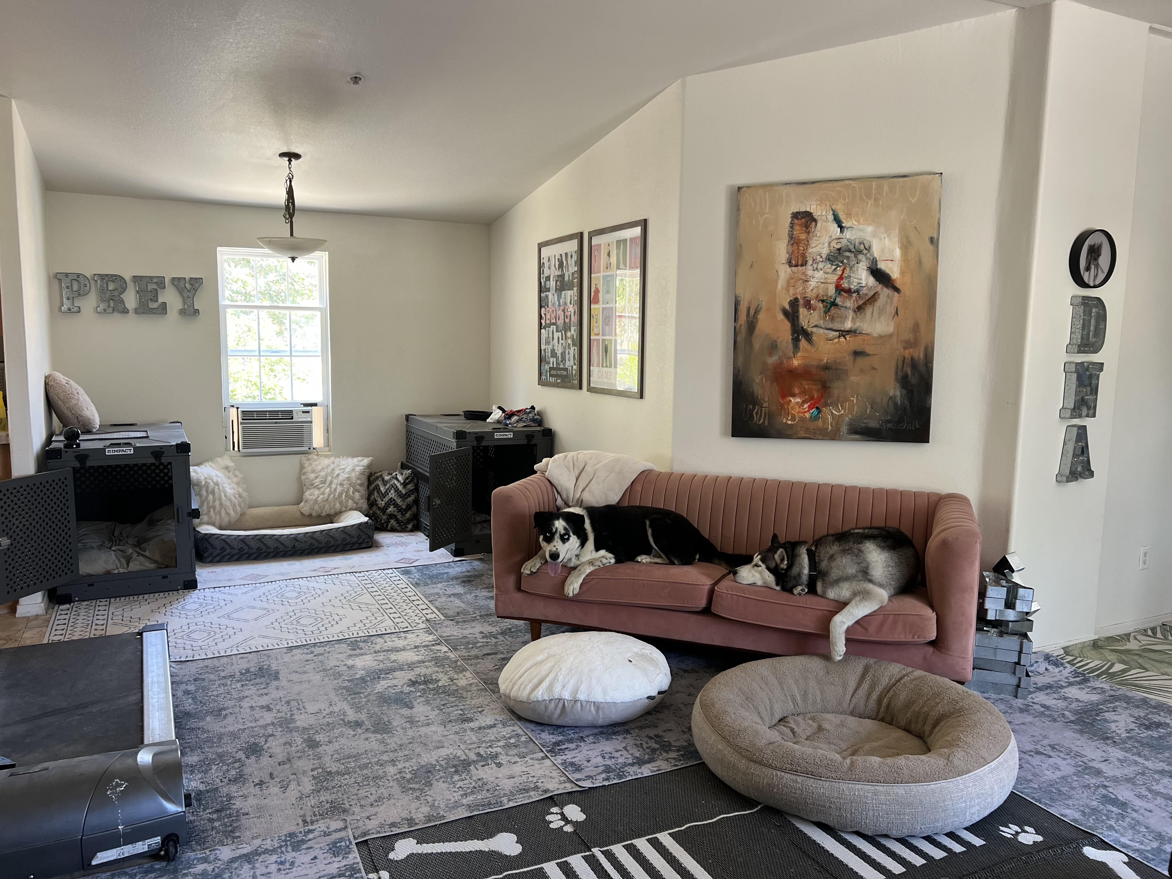 Enlarge Scout, a Adoptable mixed breed in Valley Village, CA image 6/6