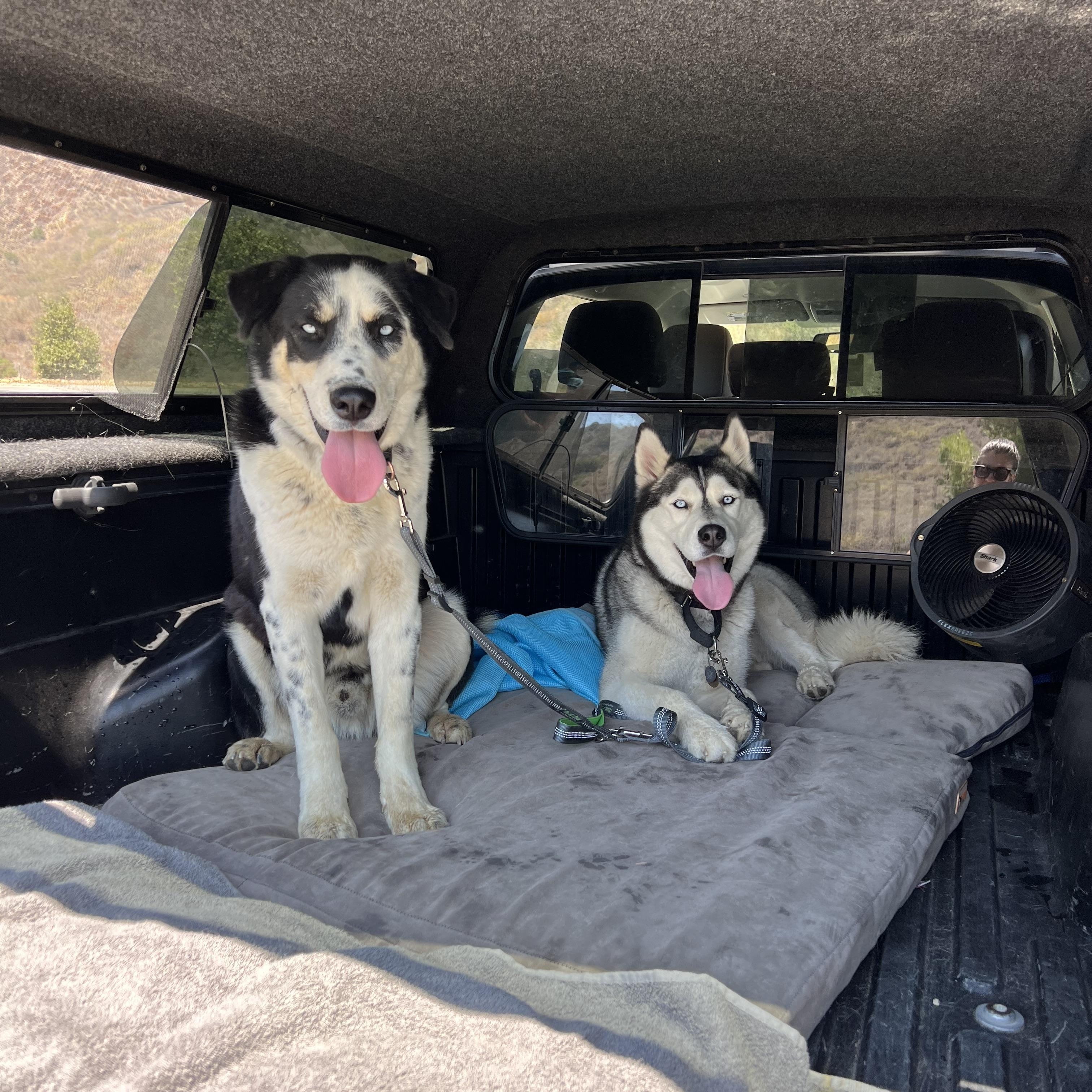 Enlarge Scout, a Adoptable mixed breed in Valley Village, CA image 4/6