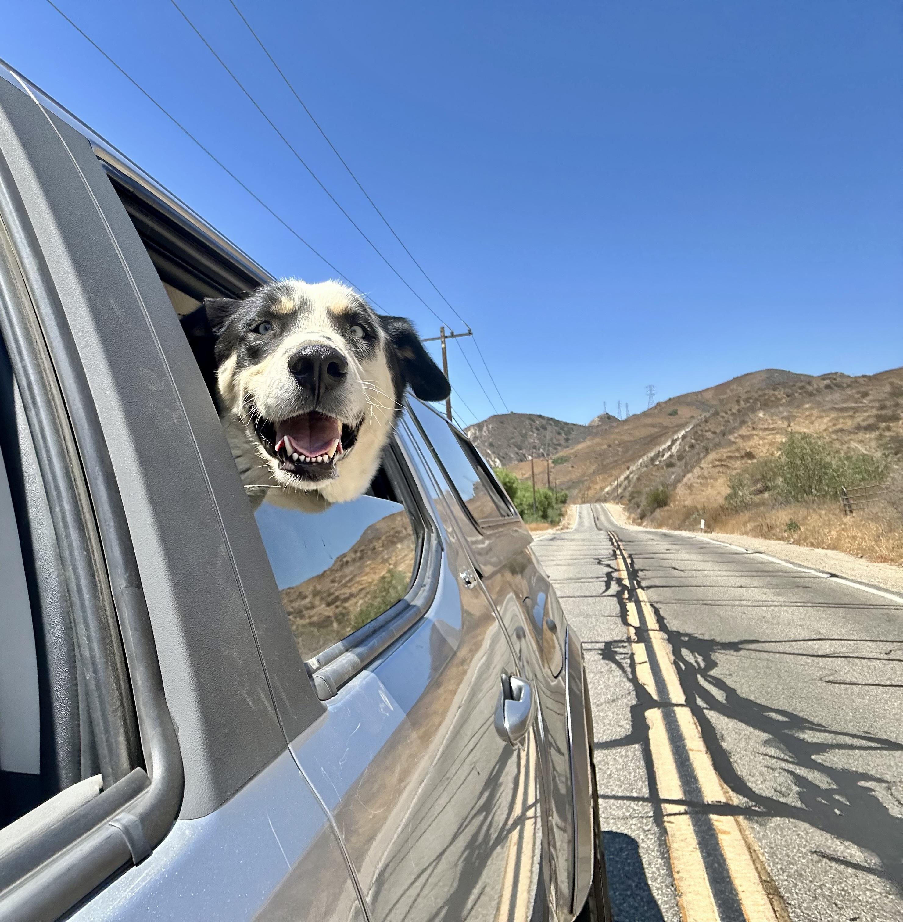 Enlarge Scout, a Adoptable mixed breed in Valley Village, CA image 2/6