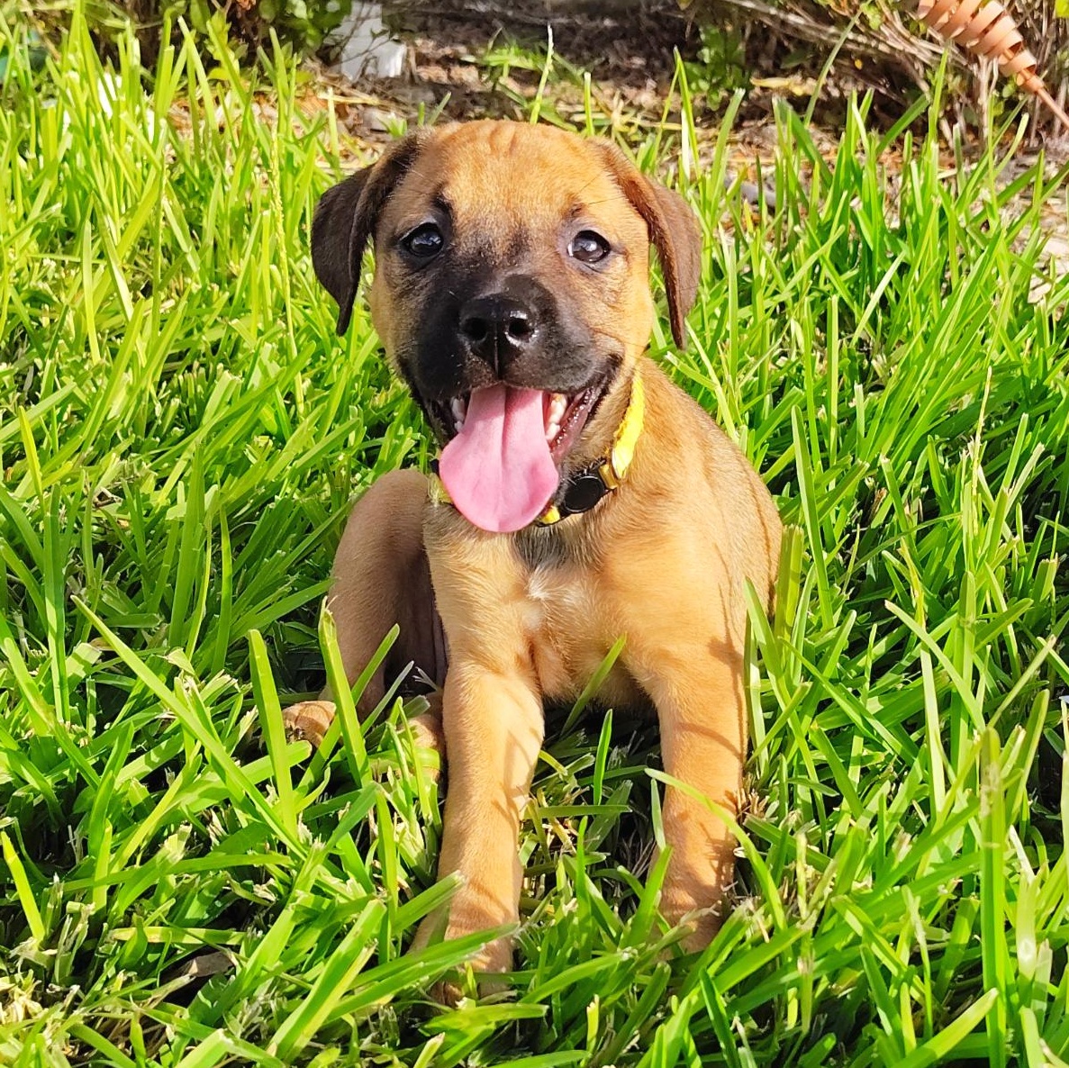 Blaire, an adopted mixed breed in Philadelphia, PA image 1/6