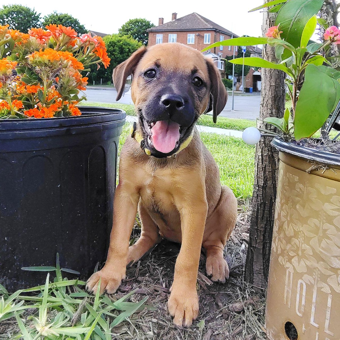 Blaire, an adopted mixed breed in Philadelphia, PA image 4/6