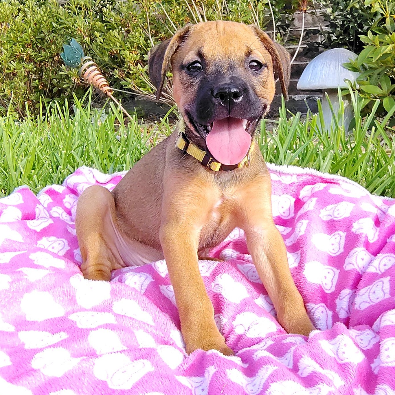 Blaire, an adopted mixed breed in Philadelphia, PA image 3/6