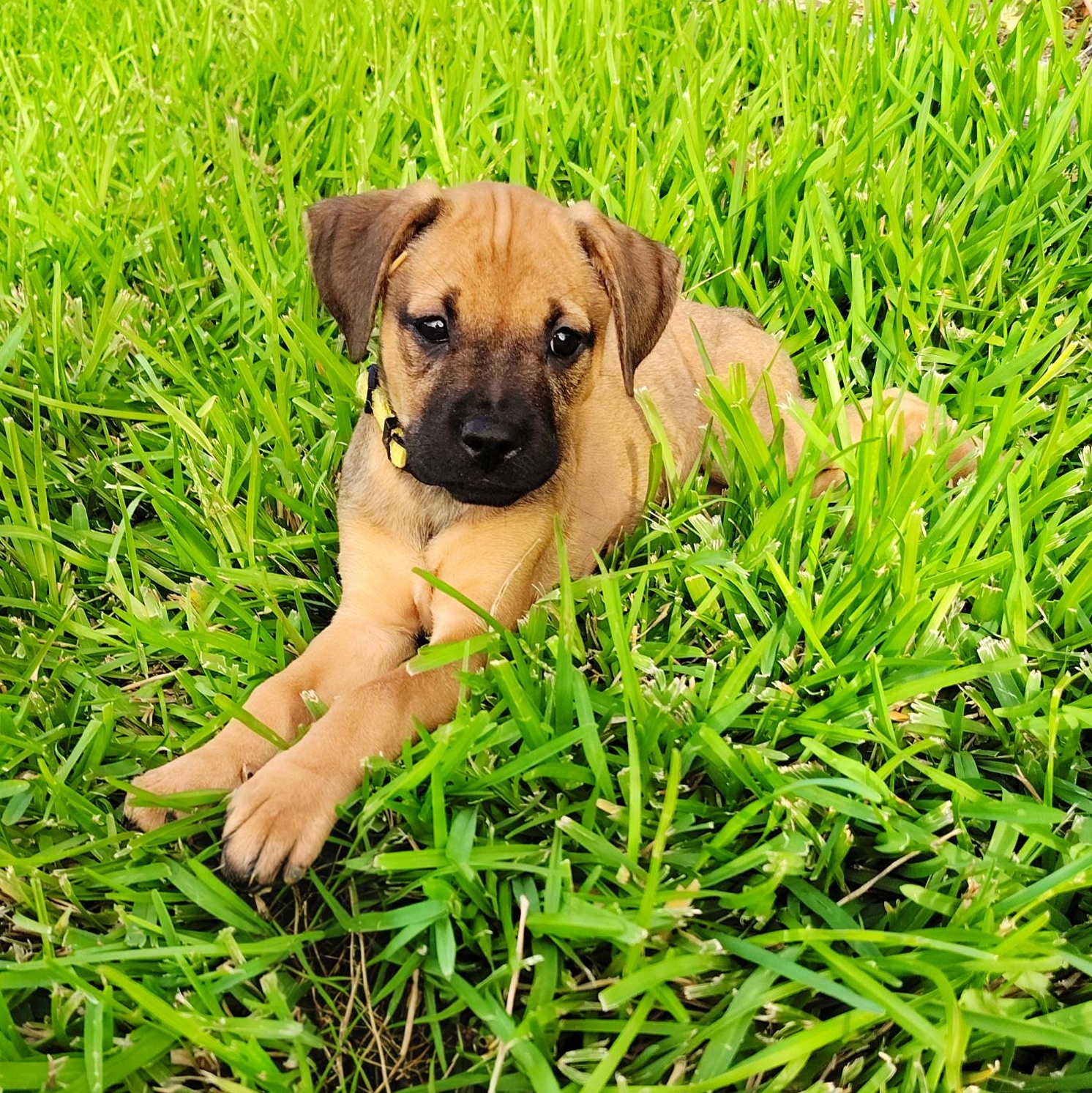 Blaire, an adopted mixed breed in Philadelphia, PA image 6/6