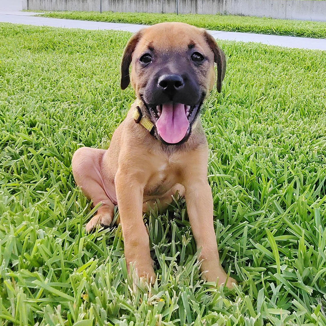 Blaire, an adopted mixed breed in Philadelphia, PA image 5/6