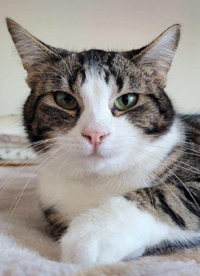 Natalie, Adoptable, Adult Female Domestic Short Hair.