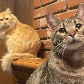 Enlarge Atthis, a Adoptable Domestic Long Hair in Kansas City, MO image 1/6