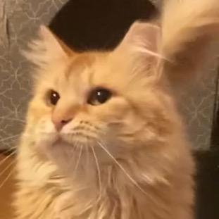 Enlarge Atthis, a Adoptable Domestic Long Hair in Kansas City, MO image 2/6