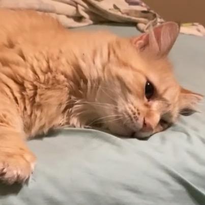 Enlarge Atthis, a Adoptable Domestic Long Hair in Kansas City, MO image 3/6