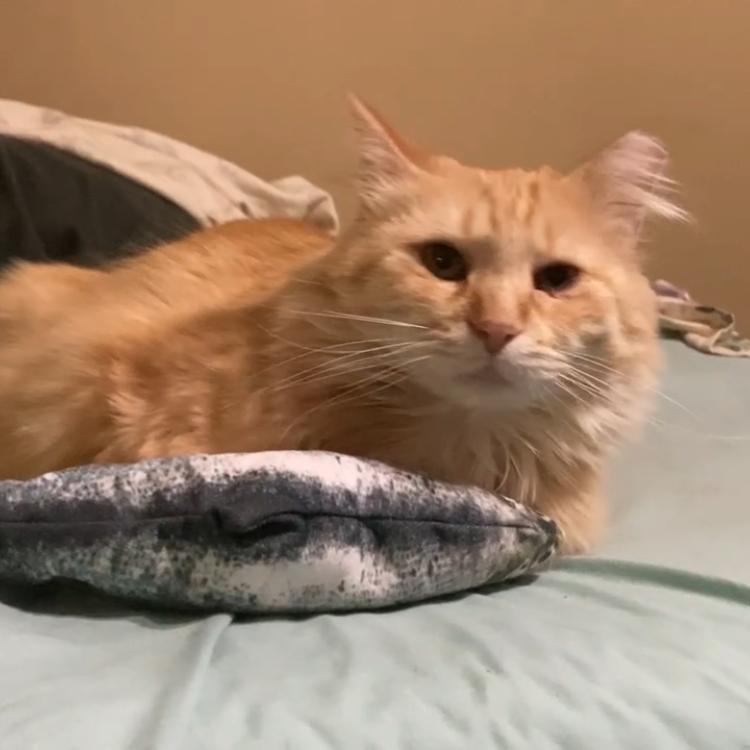 Enlarge Atthis, a Adoptable Domestic Long Hair in Kansas City, MO image 4/6