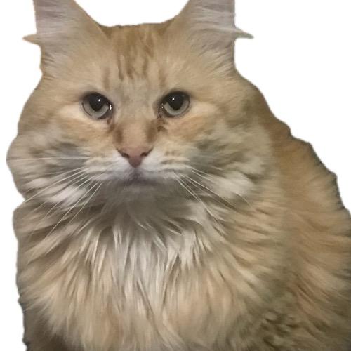 Enlarge Atthis, a Adoptable Domestic Long Hair in Kansas City, MO image 5/6