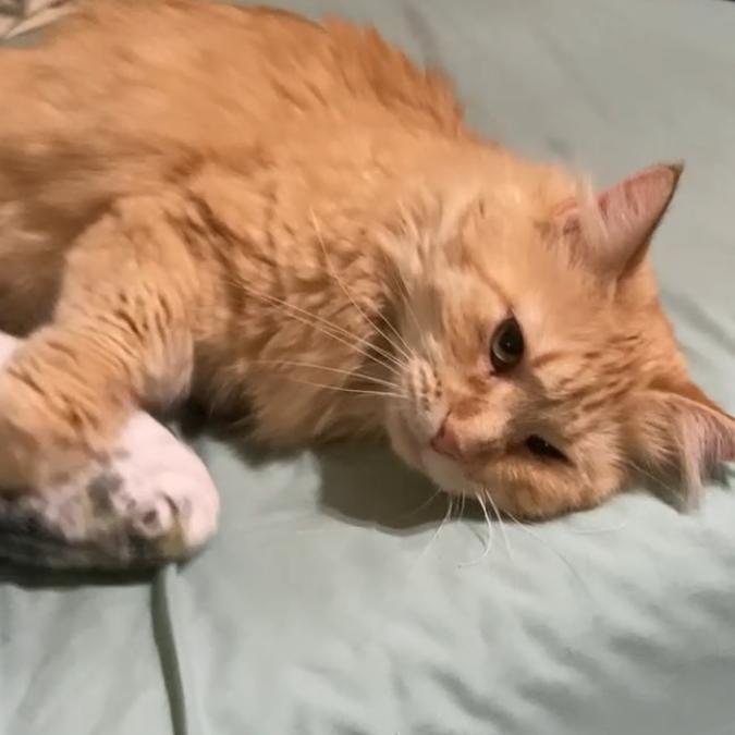 Enlarge Atthis, a Adoptable Domestic Long Hair in Kansas City, MO image 6/6