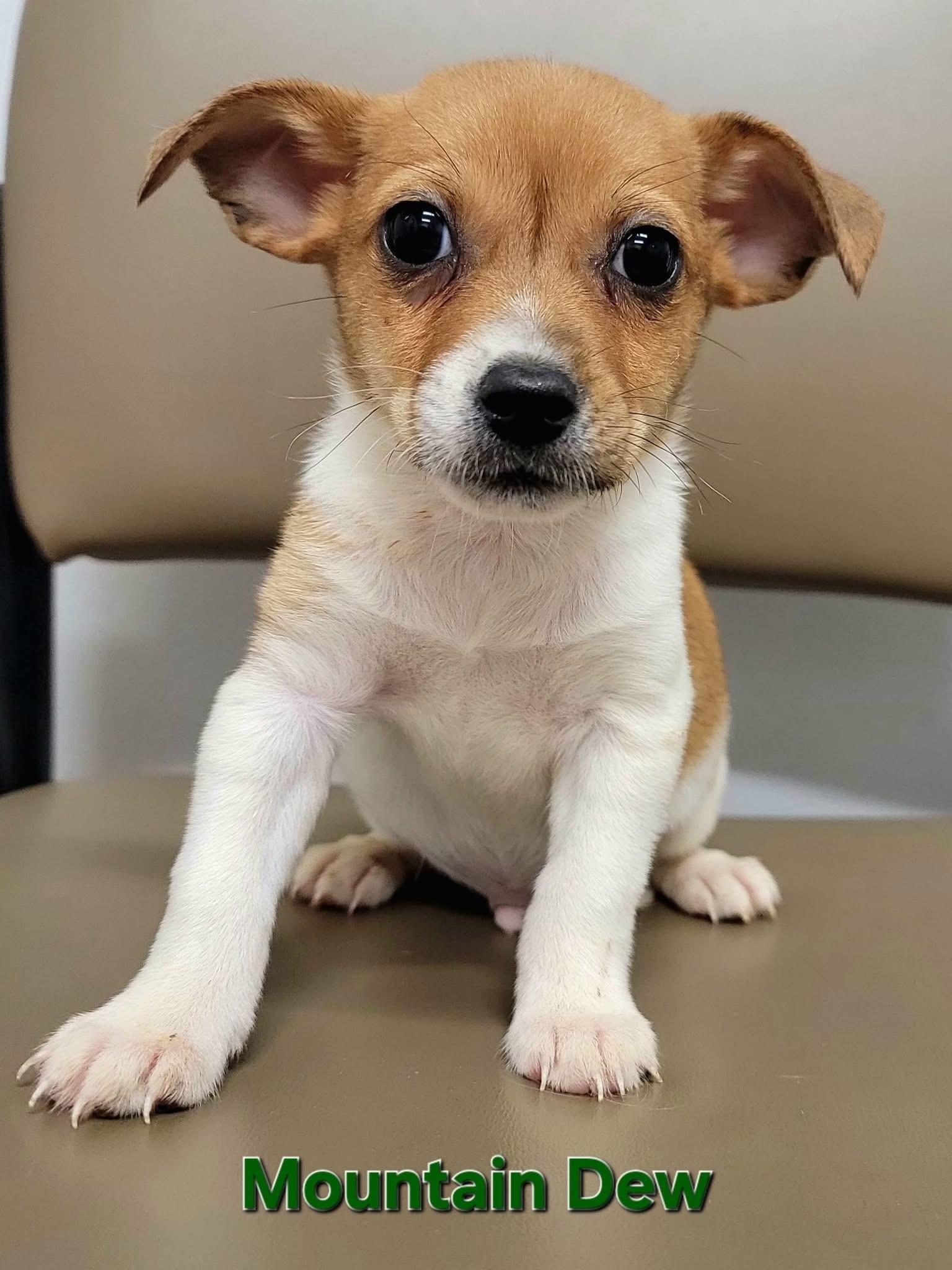 Enlarge Mountain Dew- Soda Pups Litter , a Adoptable mixed breed in Mendham, NJ image 1/1