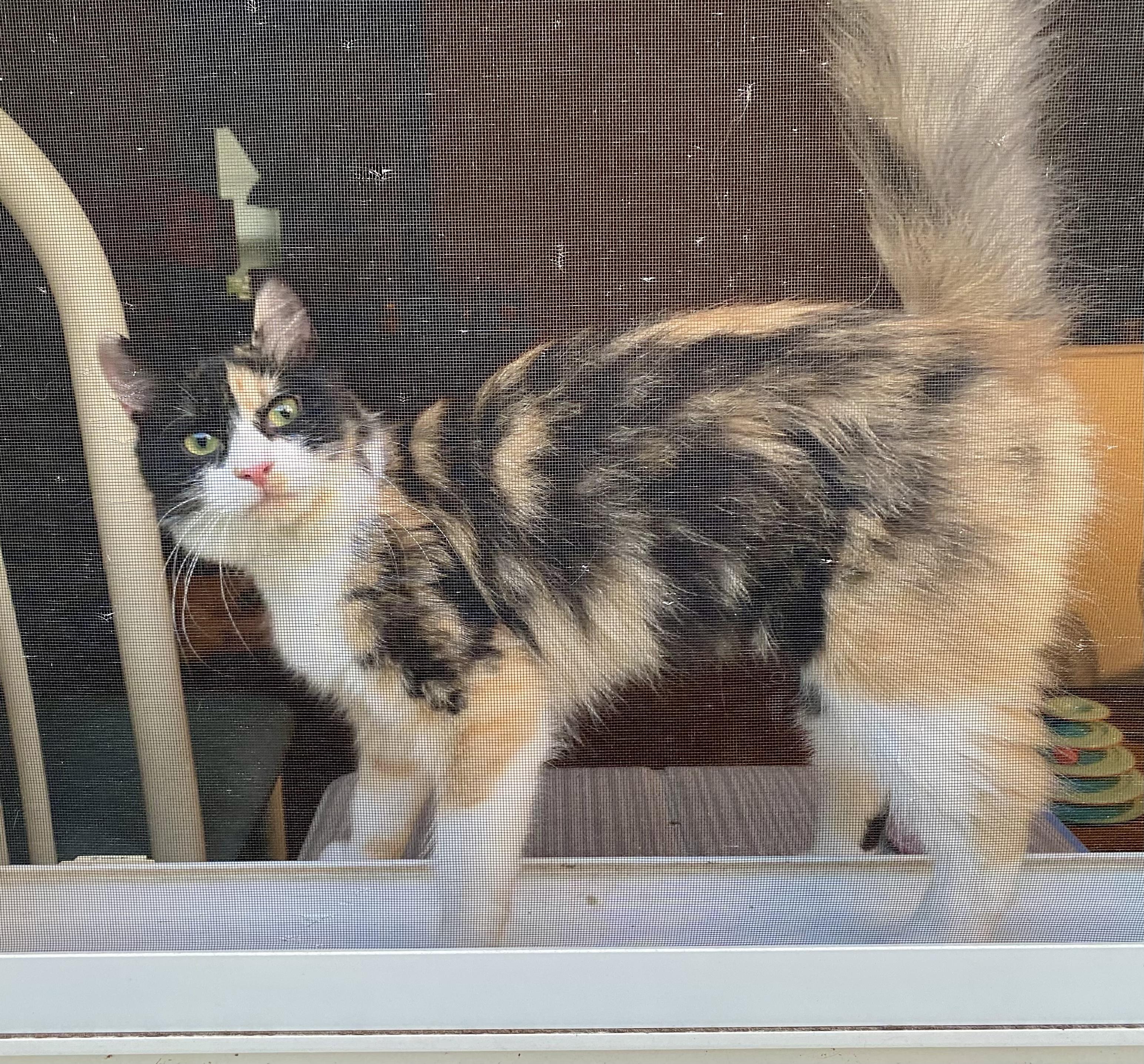 Sunshine, a ADOPTABLE Calico in Bethel, CT image 4/6