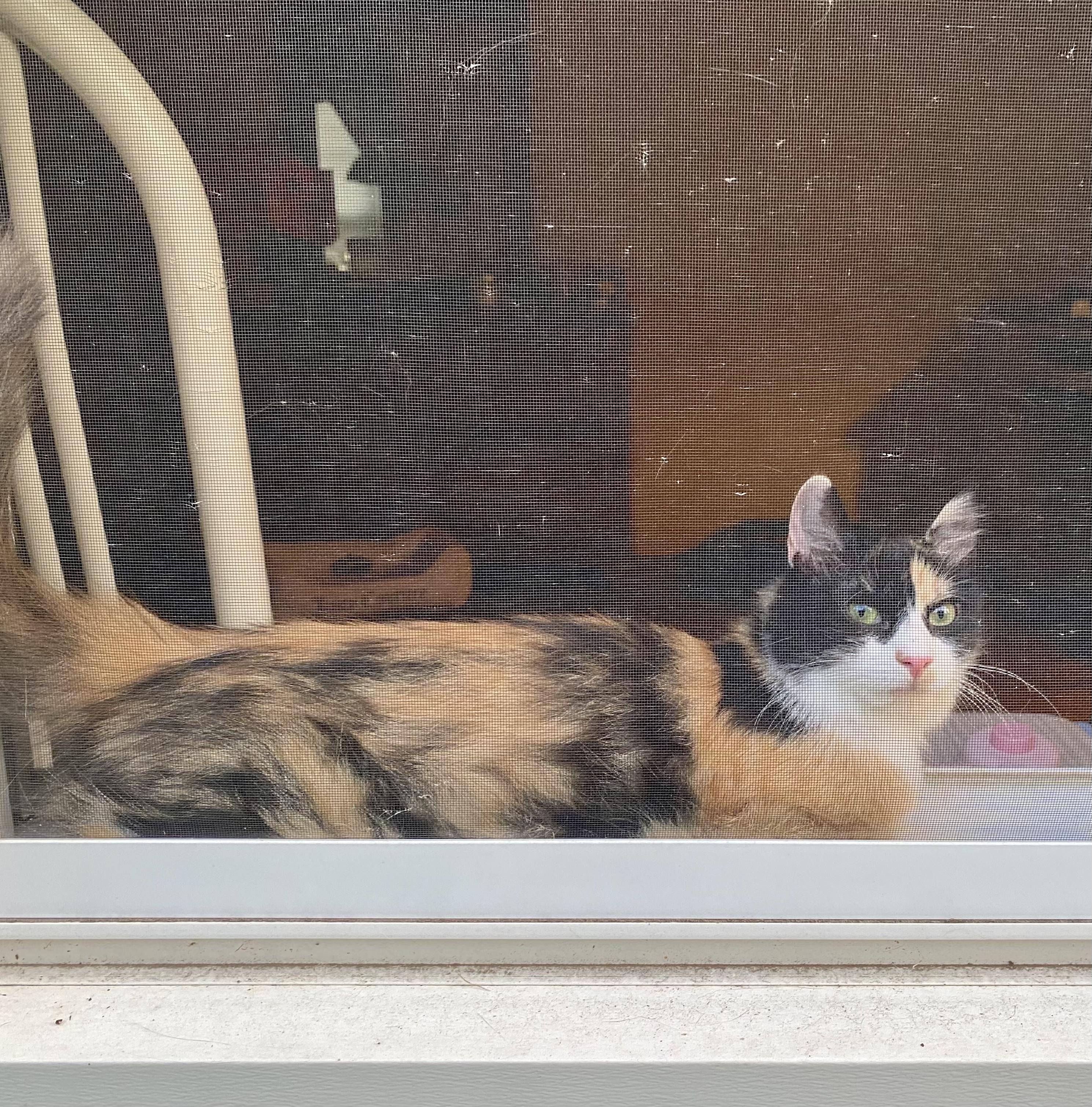 Sunshine, a ADOPTABLE Calico in Bethel, CT image 6/6