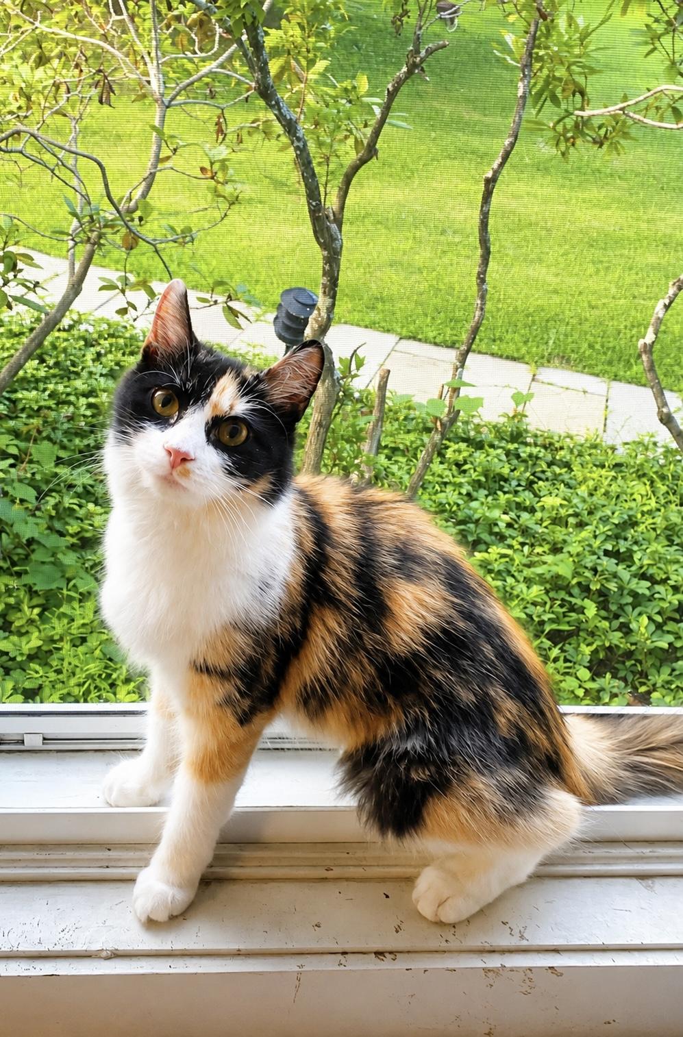 Sunshine, a ADOPTABLE Calico in Bethel, CT image 2/6