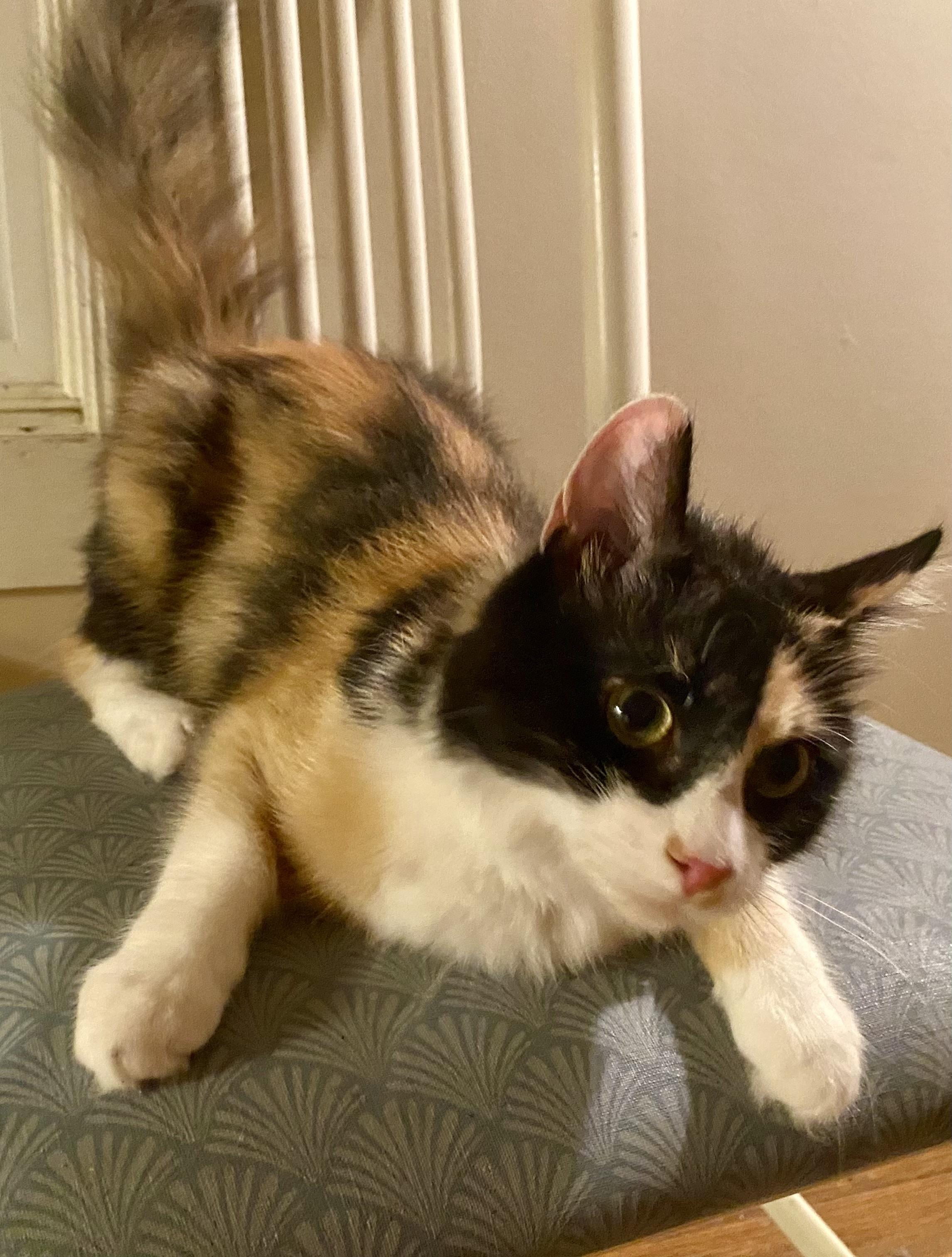 Sunshine, a ADOPTABLE Calico in Bethel, CT image 5/6