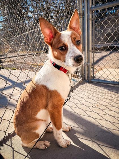 Jack, ADOPTABLE, Young Male Mixed Breed.