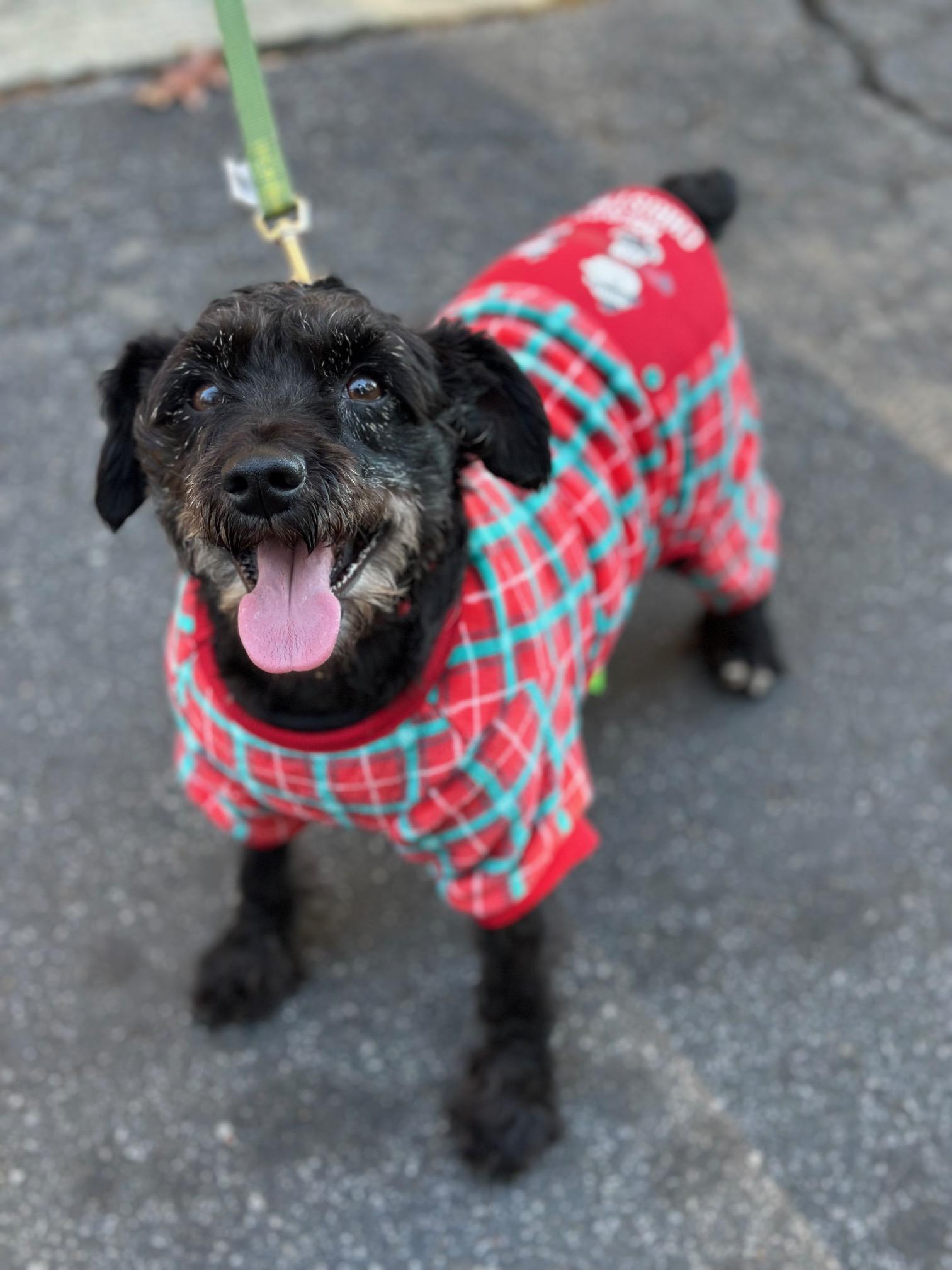 Nina, Adoptable, Adult Female Miniature Schnauzer.