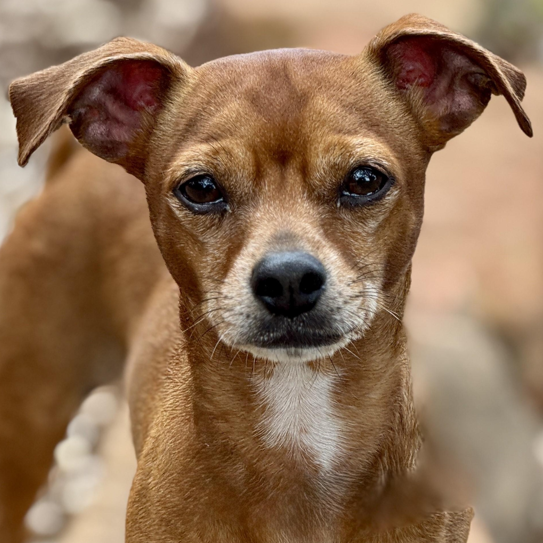 Buzz, Adult Male Chihuahua