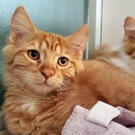 Enlarge Fanta, a ADOPTABLE Domestic Medium Hair in Hutchinson, MN image 1/4