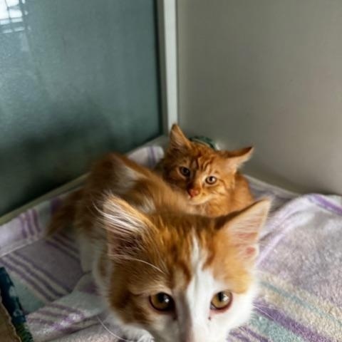 Enlarge Fanta, a ADOPTABLE Domestic Medium Hair in Hutchinson, MN image 4/4