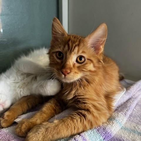 Enlarge Fanta, a ADOPTABLE Domestic Medium Hair in Hutchinson, MN image 2/4