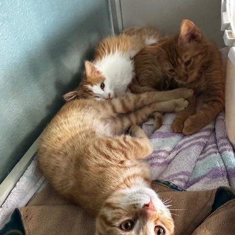 Enlarge Fanta, a ADOPTABLE Domestic Medium Hair in Hutchinson, MN image 3/4