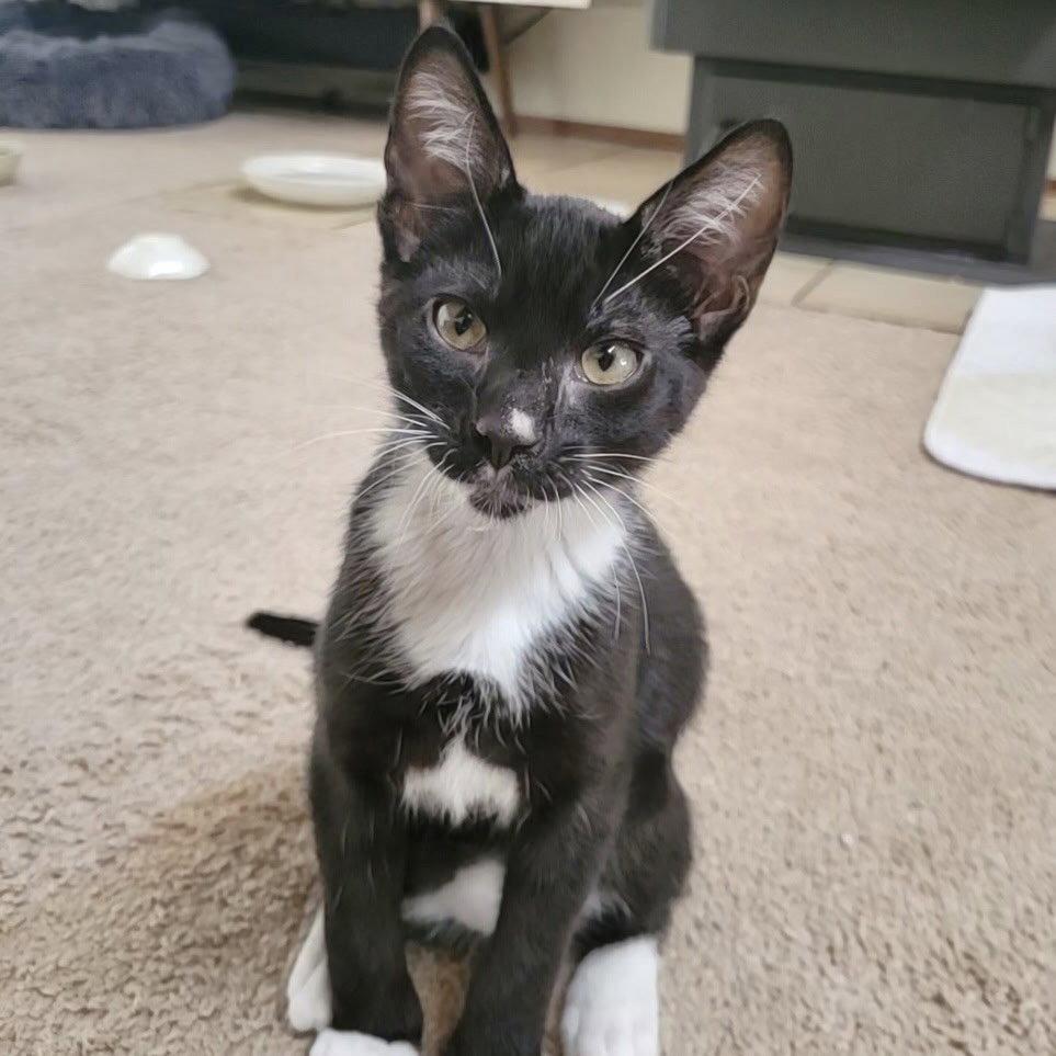 Enlarge Antony, a Adopted Domestic Short Hair in Sonora, CA image 1/1