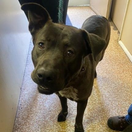 Enlarge Javi, a Adoptable mixed breed in Chehalis, WA image 2/2