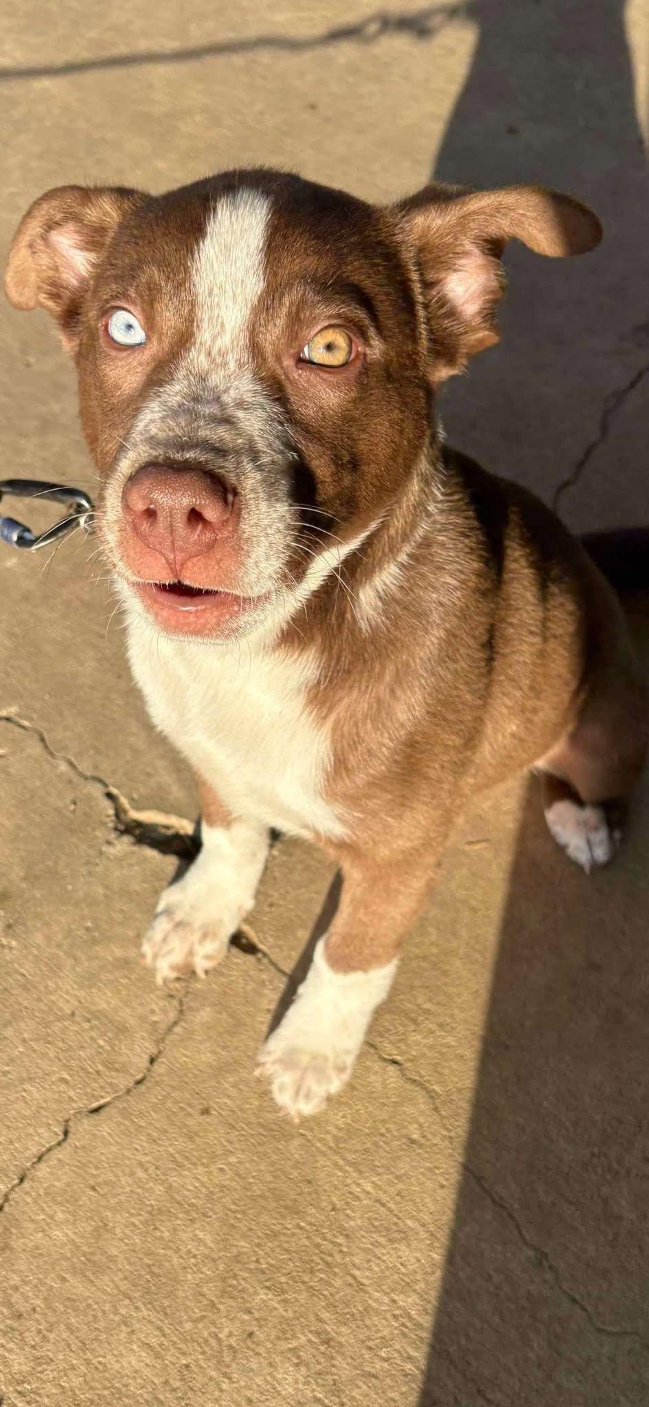 Enlarge Toby, a Adopted mixed breed in Visalia, CA image 1/3