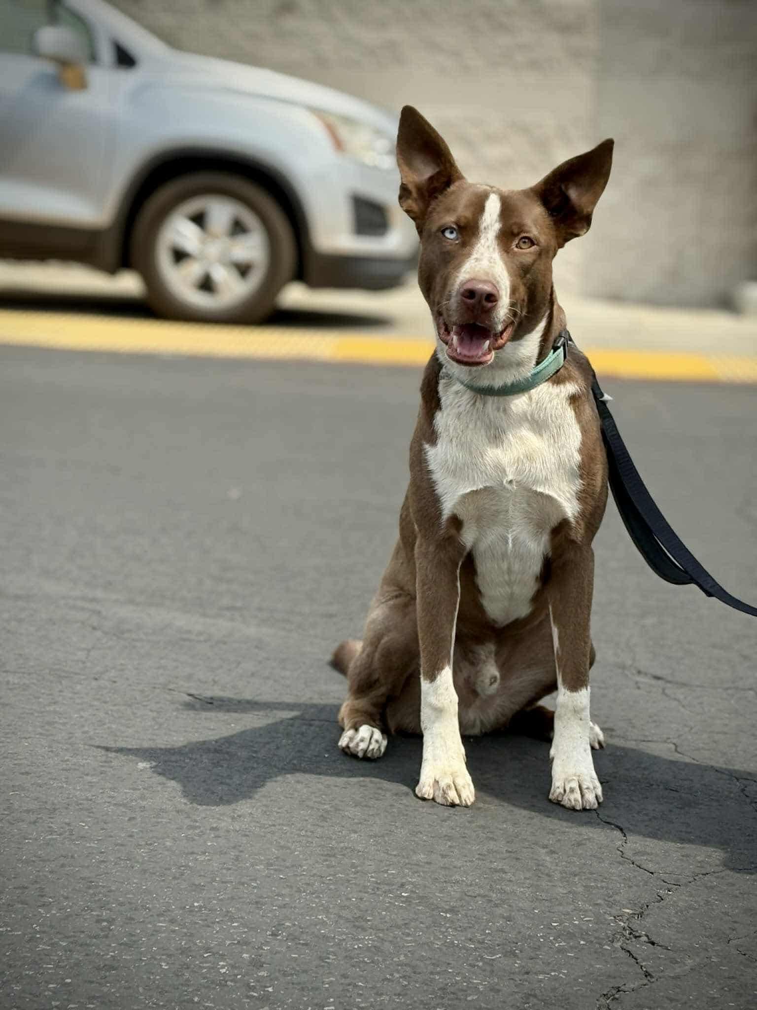 Enlarge Toby, a Adopted mixed breed in Visalia, CA image 2/3
