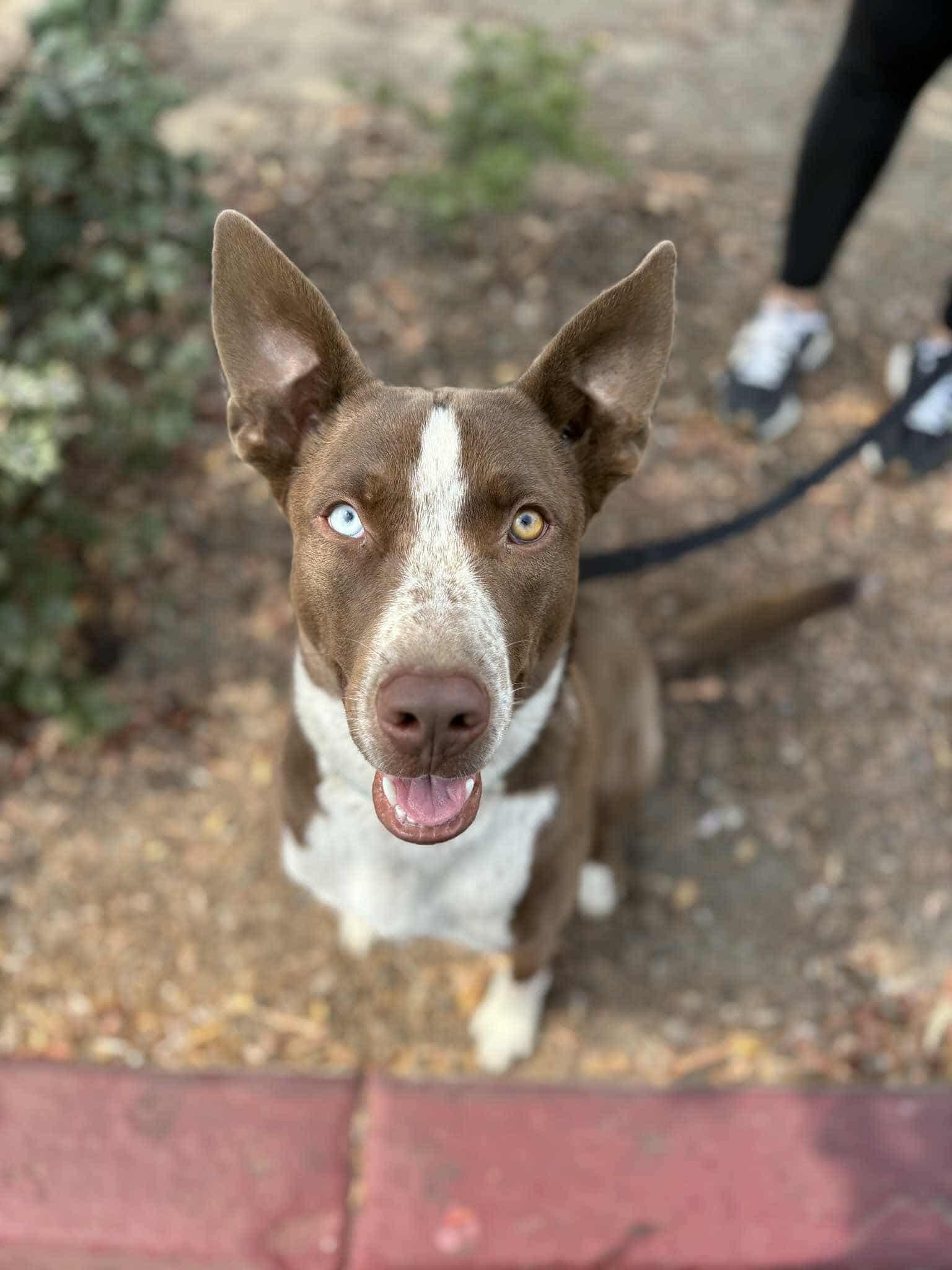 Enlarge Toby, a Adopted mixed breed in Visalia, CA image 3/3