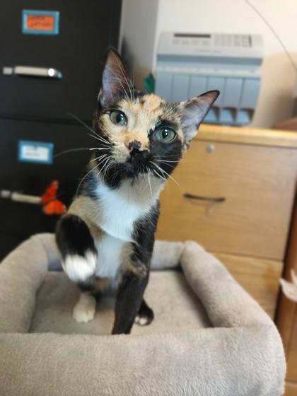 Betty, an adoptable Domestic Short Hair in Traverse City, MI, 49696 | Photo Image 3
