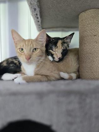 Betty, an adoptable Domestic Short Hair in Traverse City, MI, 49696 | Photo Image 2