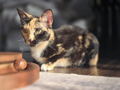 Betty, an adoptable Domestic Short Hair in Traverse City, MI, 49696 | Photo Image 1