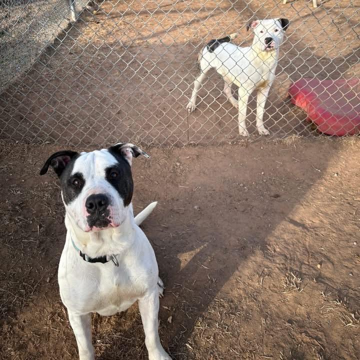 Porky, Adoptable, Adult Male American Bulldog & Pit Bull Terrier.