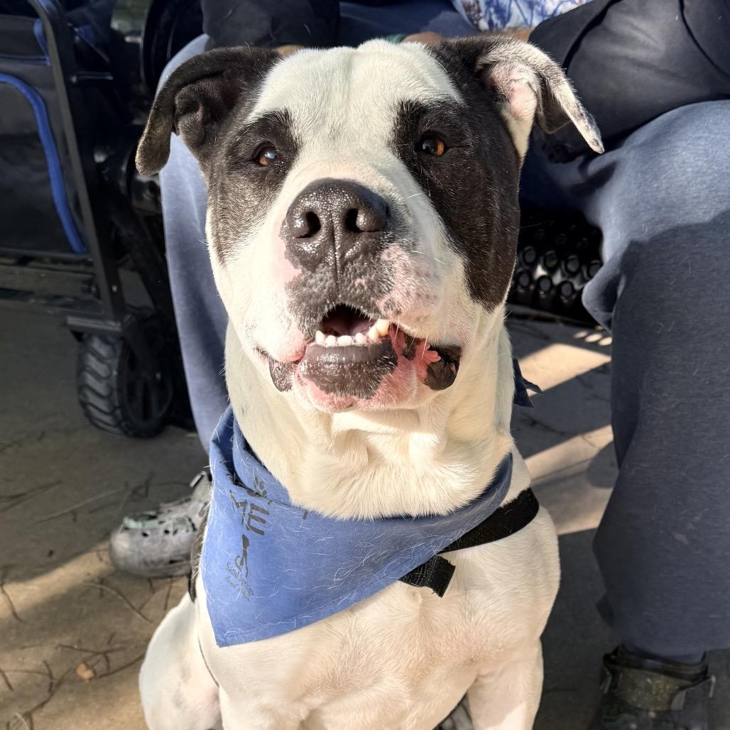 Enlarge Porky, a Adoptable mixed breed in Sand Springs, OK image 2/5