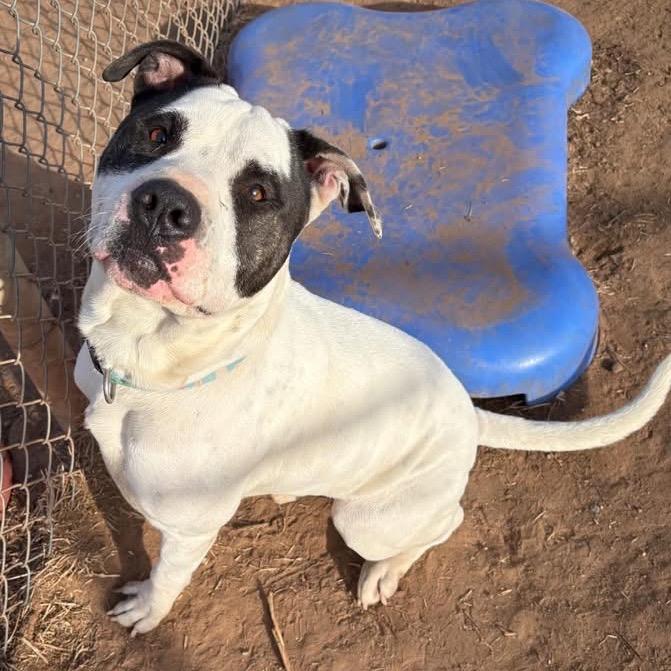 Enlarge Porky, a Adoptable mixed breed in Sand Springs, OK image 3/5