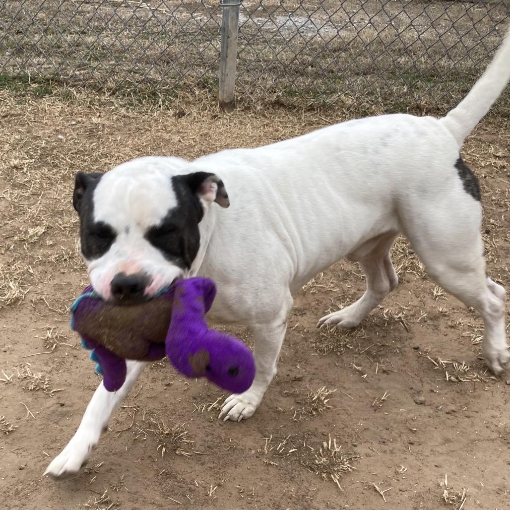 Enlarge Porky, a Adoptable mixed breed in Sand Springs, OK image 4/5