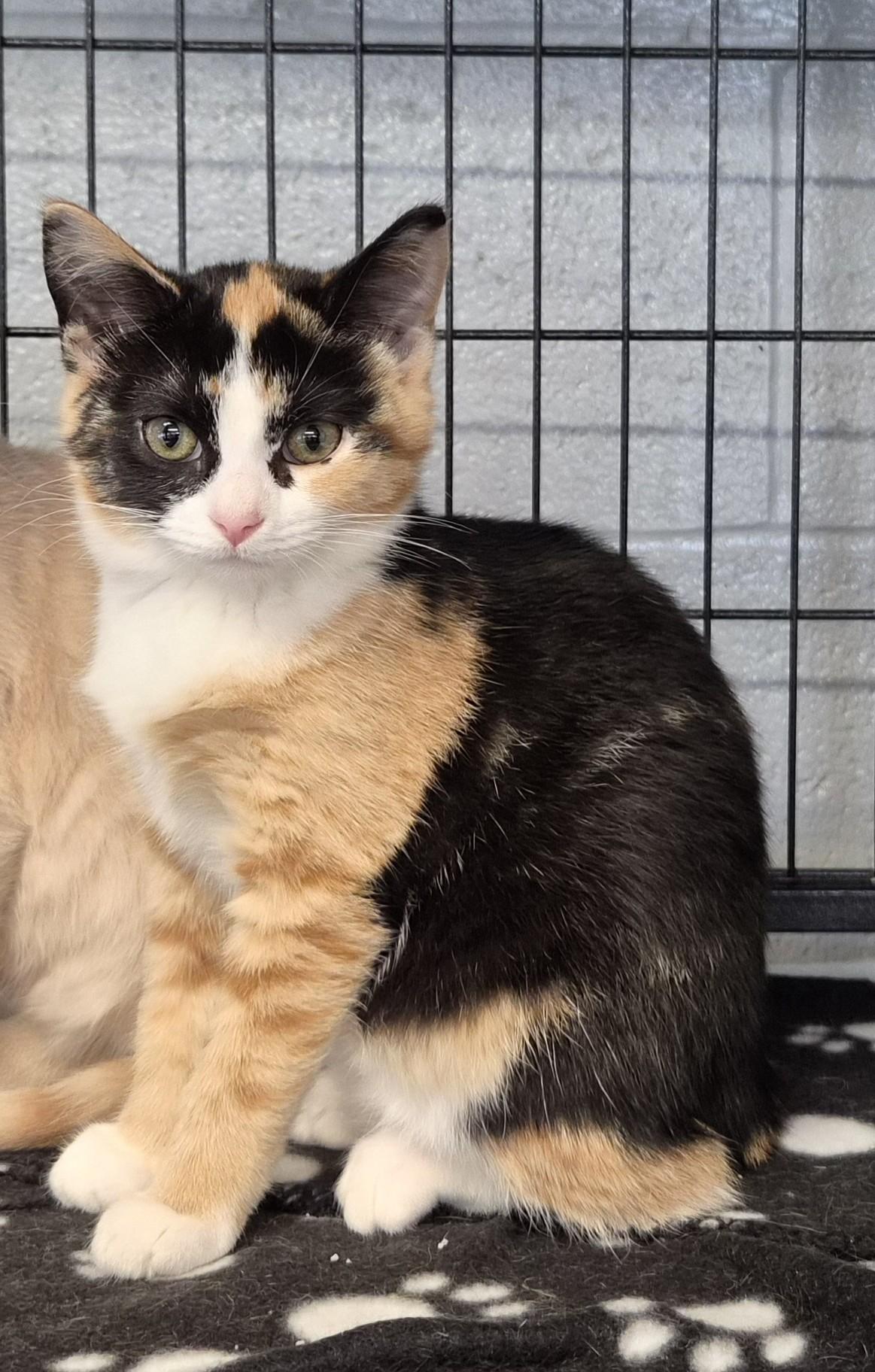 Enlarge Ruby, a Adoptable Domestic Short Hair in Hermitage, PA image 1/1