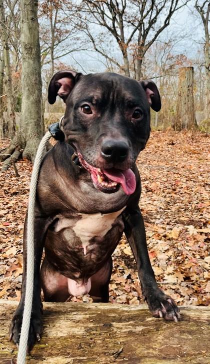 Enlarge Ace, a Adoptable mixed breed in Wantagh, NY image 1/3