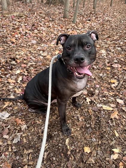 Enlarge Ace, a Adoptable mixed breed in Wantagh, NY image 2/3