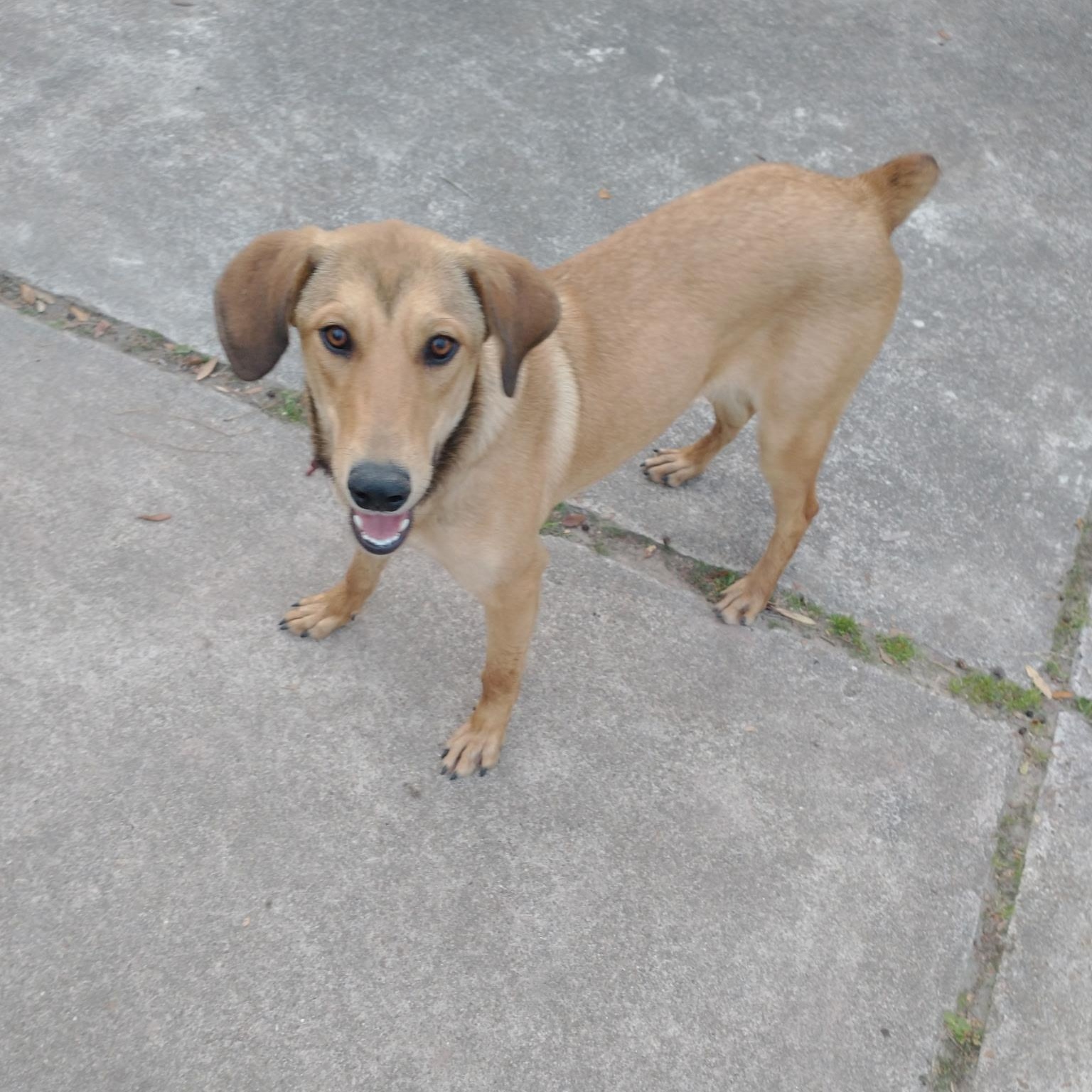 Sweetie - Quiet, a Sensitive Soul Girl who's Great with Dogs!