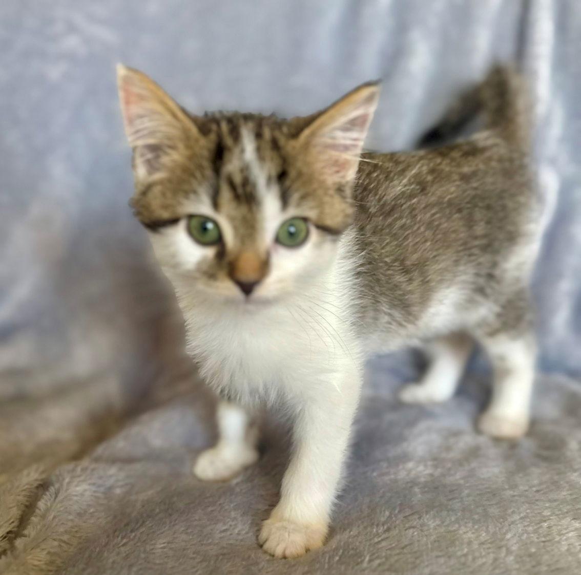Enlarge Taffy, a Adoptable Domestic Short Hair in Nashville, TN image 1/3