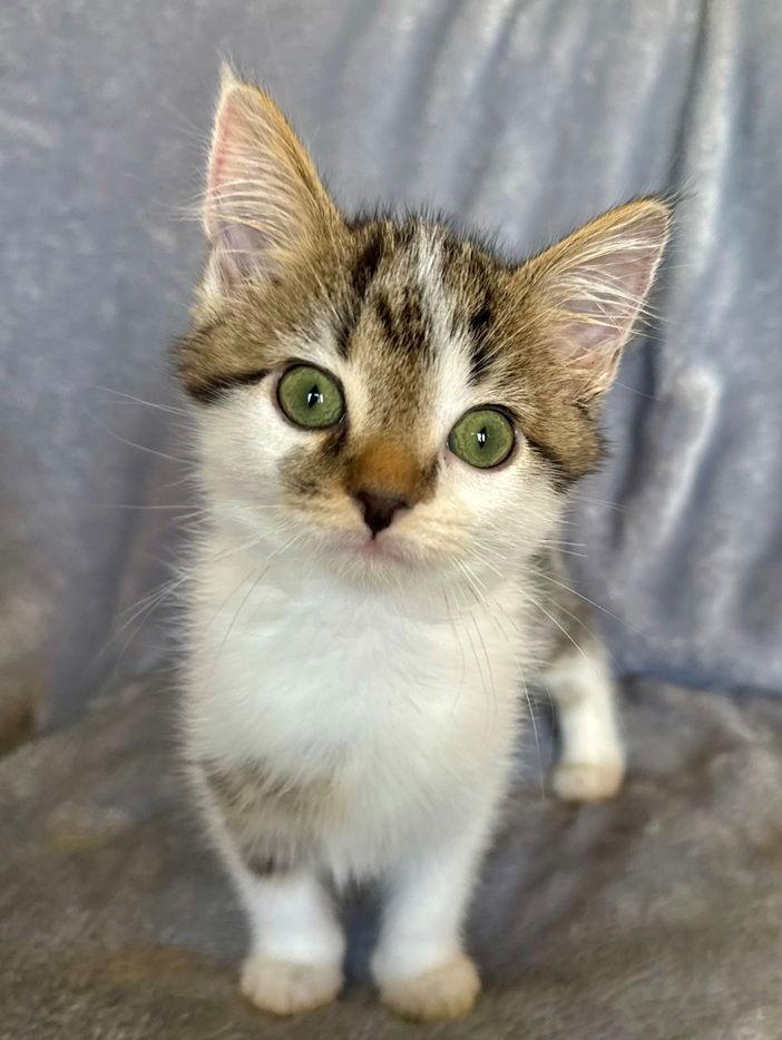 Enlarge Taffy, a Adoptable Domestic Short Hair in Nashville, TN image 2/3