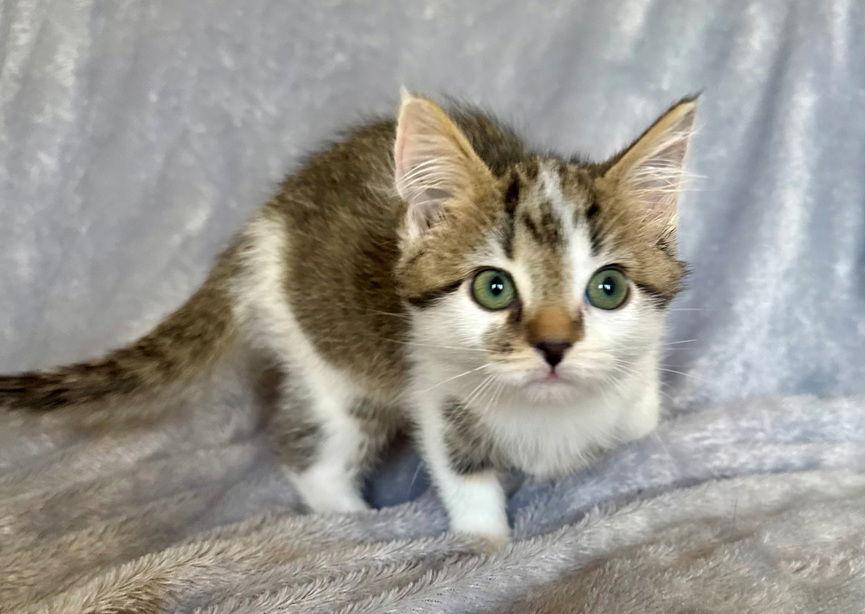 Enlarge Taffy, a Adoptable Domestic Short Hair in Nashville, TN image 3/3